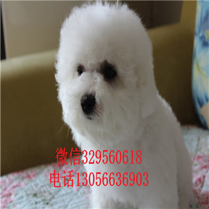 日喀则哪里有卖纯种比熊犬小体比熊犬超级可爱比熊犬犬舍直接购买纯种卷毛比熊犬