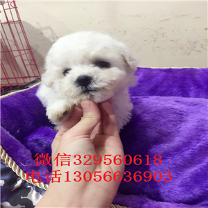 广安哪里能买到纯种比熊犬出售极品比熊幼犬超