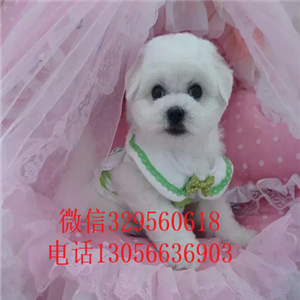 锡林郭勒哪里有卖纯种比熊犬白色比熊犬超级可