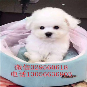 太原哪里有卖纯种比熊犬白色比熊犬大眼睛甜美