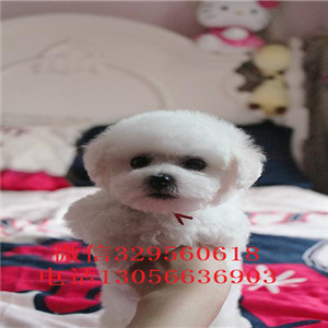 阿坝哪里有卖纯种比熊犬茶杯比熊犬比熊犬多少钱纯种健康比熊犬