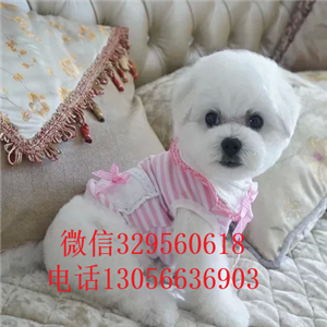 德阳哪里有卖纯种比熊犬白色比熊犬比熊犬价格