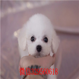 福州比熊犬出售 纯种小体比熊多少钱 茶杯比熊犬