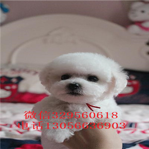 呼和浩特哪里能买到纯种比熊犬出售极品比熊幼