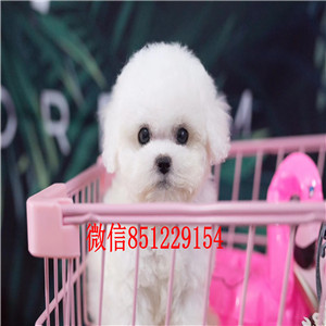 青岛大型狗场繁殖出售卷毛比熊犬 承诺免费送