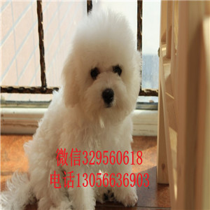 常德哪里能买到纯种比熊犬小体比熊犬大眼睛甜