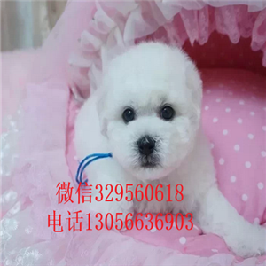 随州哪里能买到纯种比熊犬白色比熊犬超级可爱