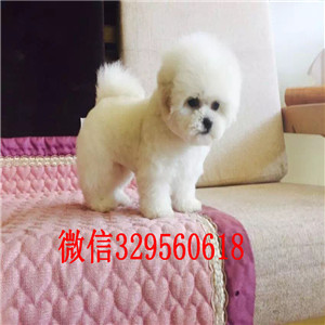 南平出售纯种比熊犬高品质小体比熊幼犬比熊掉