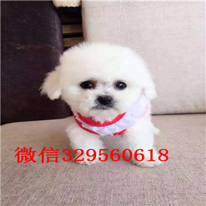 青岛出售纯种比熊犬比熊犬哪里有多少钱比熊掉