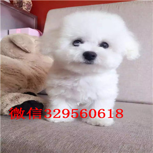 青岛出售纯种比熊犬比熊犬哪里有多少钱比熊掉毛吗比熊好养吗