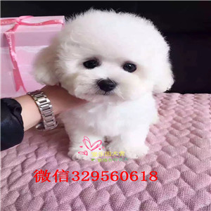 淮北出售纯种比熊犬出售纯种健康的比熊犬比熊掉毛吗纯种比熊卖多少钱