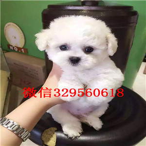 承德市哪里有比熊犬出售小体比熊犬纯种法国比