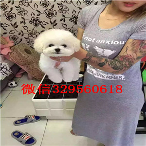 平顶山出售纯种比熊犬比熊犬哪里有多少钱白色比熊犬比熊好养吗