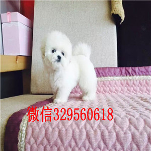 鸡西出售纯种比熊犬出售纯种健康的比熊犬比熊