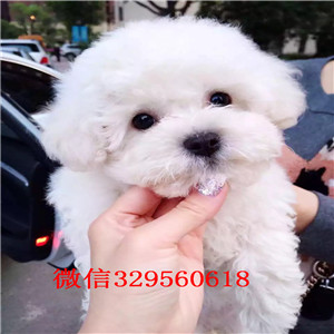 淮北出售纯种比熊犬出售纯种健康的比熊犬比熊