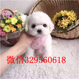 黄山哪里有比熊犬出售小体比熊犬纯种法国比熊