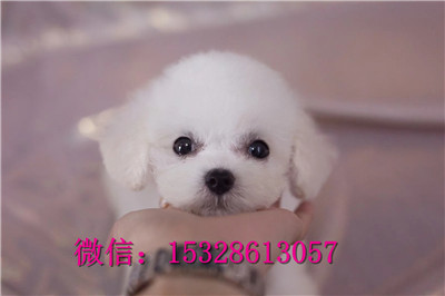 承德市哪里能买到纯种比熊犬纯种比熊犬多少钱