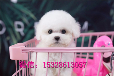 镇江哪里有卖比熊犬双血统比熊犬多少钱比熊犬