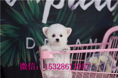 武汉哪里有卖比熊犬双血统比熊犬多少钱茶杯狗