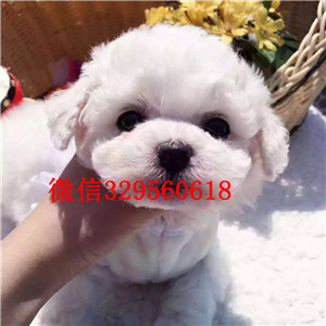 福州哪里卖比熊犬 纯种比熊犬出售 比熊犬舍狗