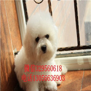 焦作出售纯种比熊犬白色比熊犬价格双血统比熊
