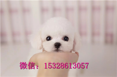 青岛哪里有卖比熊犬纯白色比熊犬多少钱茶杯犬