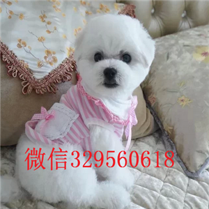  福州哪里有纯种比熊犬白色比熊幼犬多少钱棉