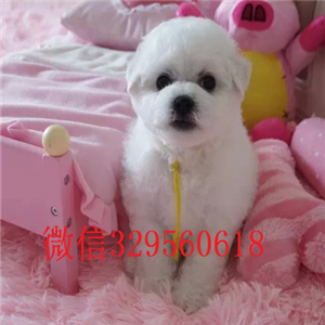  黑龙江黑河比熊幼犬出售 纯种比熊多少钱 比