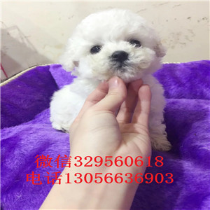 聊城哪里有卖纯种比熊犬小体比熊犬比熊犬卖多