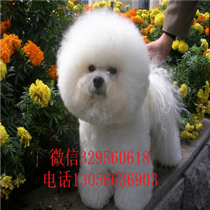 哈尔滨哪里卖的比熊犬好白色的比熊比熊犬卖多少钱一只高端品质的比熊犬