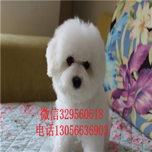 呼和浩特哪里能买到比熊犬白色的比熊比熊犬卖