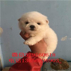 楚雄哪里卖的比熊犬好白色的比熊比熊犬价格是