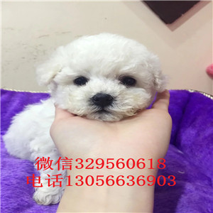 承德市哪里有卖纯种比熊犬疫苗打完的比熊犬多