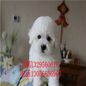 呼和浩特哪里能买到比熊犬白色的比熊比熊犬卖多少钱一只专业繁殖宠物狗