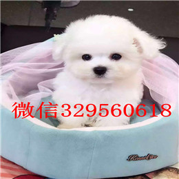  青岛哪里出售纯种比熊犬小体比熊带证书的比