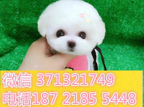 厦门犬舍出售比熊犬幼犬小型犬 厦门狗场繁殖