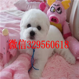  焦作哪里出售纯种比熊犬长不大的比熊犬比熊