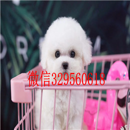  哈尔滨哪里能买到比熊犬白色比熊双血统比熊