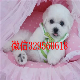  南昌哪里能买到比熊犬小体比熊纯种比熊多少钱比熊犬好训练吗