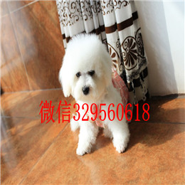  东营哪里出售纯种比熊犬茶杯体比熊犬精品法