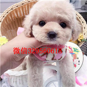  晋中哪里卖比熊比熊多少钱一只双血统比熊犬