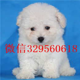  福州哪里能买到比熊犬长不大的比熊犬比熊幼