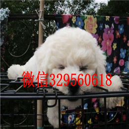  青岛哪里卖的比熊犬好白色比熊精品法国卷毛