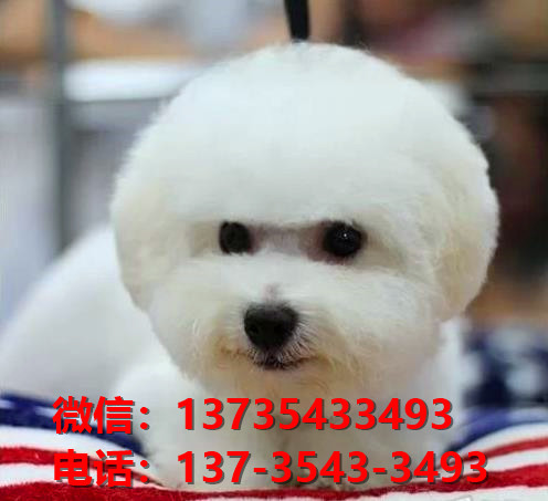 长沙宠物狗犬舍出售纯种比熊犬 狗市场在哪宠物网