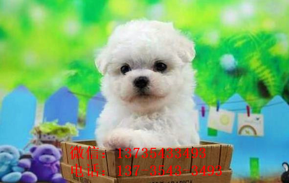 深圳宠物狗狗犬舍出售纯种比熊犬幼犬领养狗市场买狗卖狗