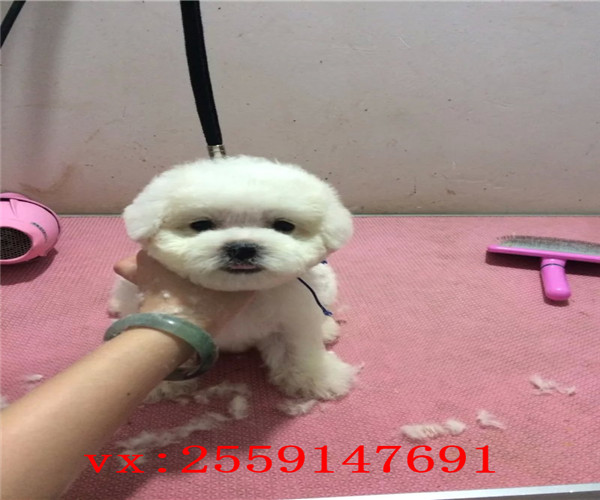 福州哪里卖的比熊价格便宜 福州比熊怎么卖的 