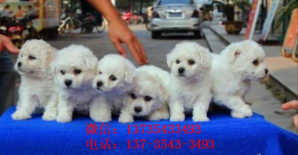 青岛宠物狗狗出售纯种比熊犬幼犬白色比熊狗领