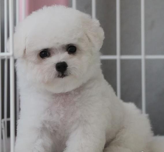 哈尔滨宠物狗犬舍出售纯种比熊犬小型犬好不好