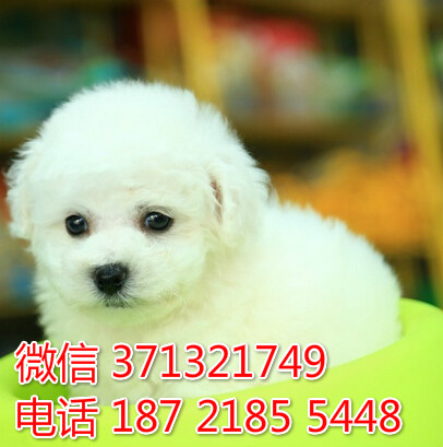 长沙特价比熊犬出售纯种幼犬 长沙犬舍哪里有宠物狗