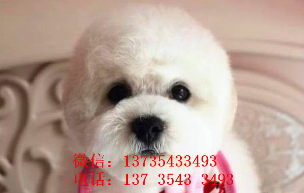 哈尔滨宠物狗犬舍出售纯种比熊犬小型犬好不好养